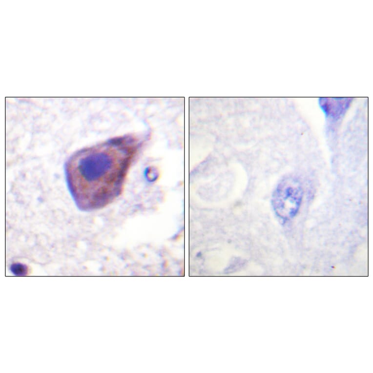 Immunohistochemistry - Anti-Gz-alpha Antibody (B1033) - Antibodies.com