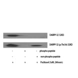 Western Blot - Anti-DARPP-32 Antibody (B0007) - Antibodies.com