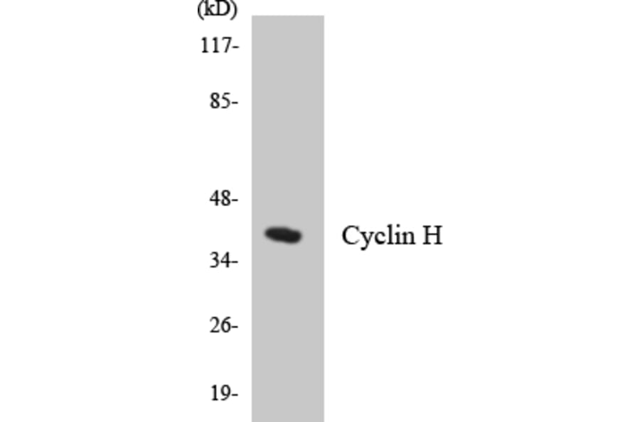 Western Blot - Anti-Cyclin H Antibody (R12-2667) - Antibodies.com