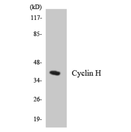Western Blot - Anti-Cyclin H Antibody (R12-2667) - Antibodies.com