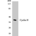 Western Blot - Anti-Cyclin H Antibody (R12-2667) - Antibodies.com