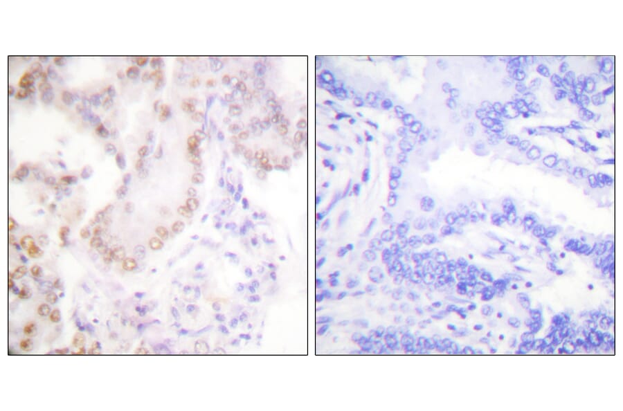 Immunohistochemistry - Anti-Cyclin G Antibody (C0169) - Antibodies.com