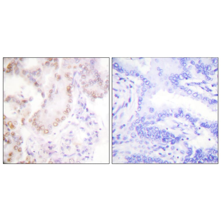 Immunohistochemistry - Anti-Cyclin G Antibody (C0169) - Antibodies.com