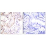 Immunohistochemistry - Anti-Cyclin G Antibody (C0169) - Antibodies.com