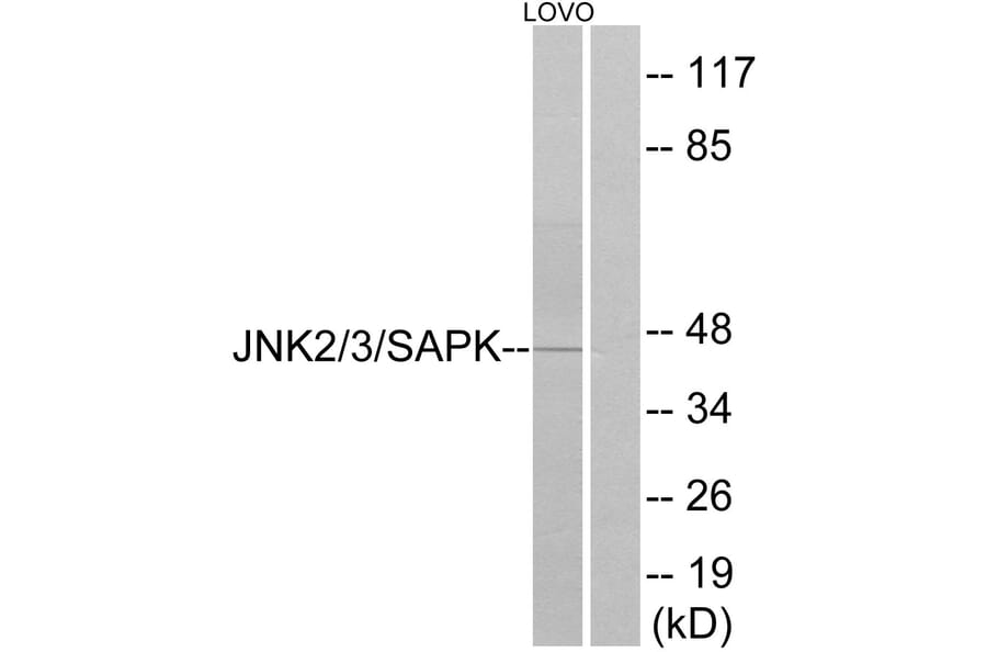 Western Blot - Anti-SAPK Antibody (B7128) - Antibodies.com