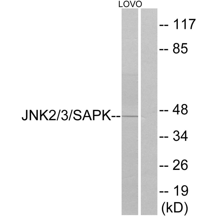 Western Blot - Anti-SAPK Antibody (B7128) - Antibodies.com