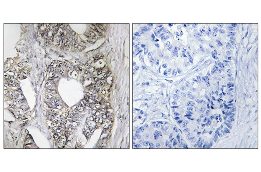 Immunohistochemistry - Anti-SAPK Antibody (B7128) - Antibodies.com