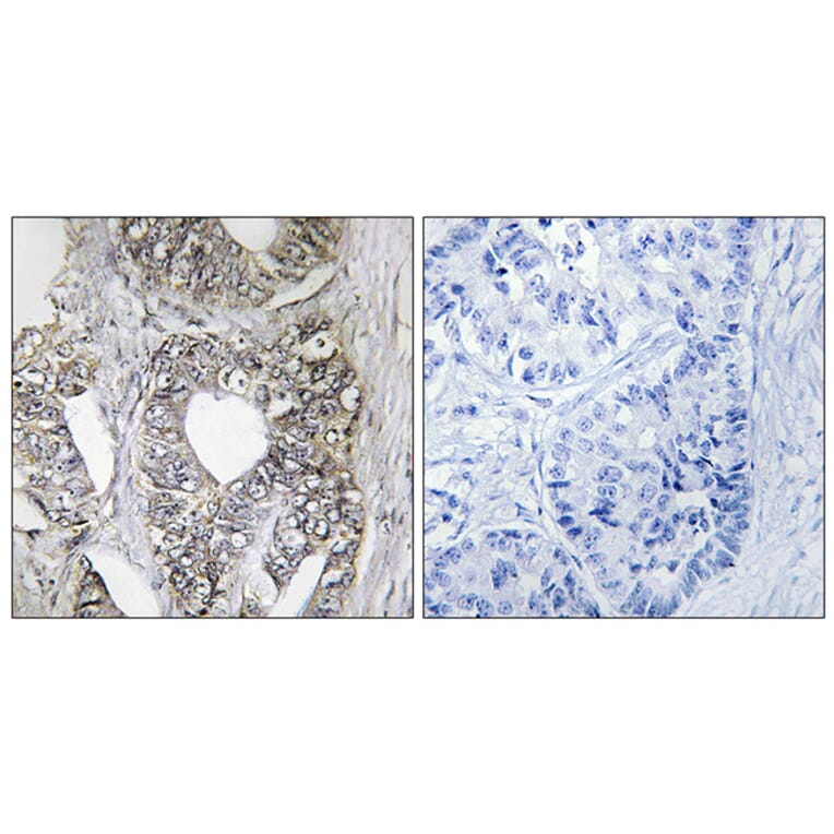 Immunohistochemistry - Anti-SAPK Antibody (B7128) - Antibodies.com
