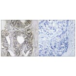 Immunohistochemistry - Anti-SAPK Antibody (B7128) - Antibodies.com