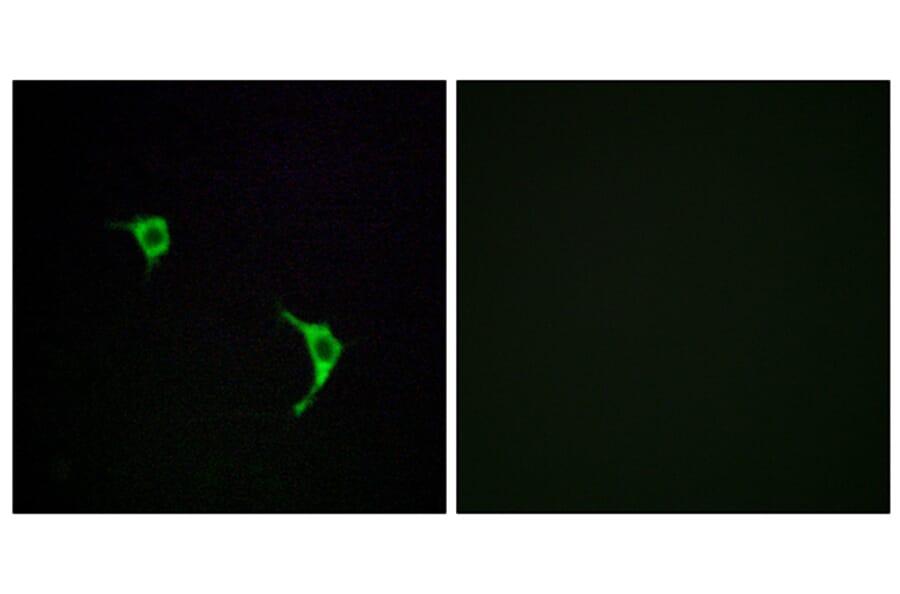 Immunofluorescence - Anti-SAPK Antibody (B7128) - Antibodies.com