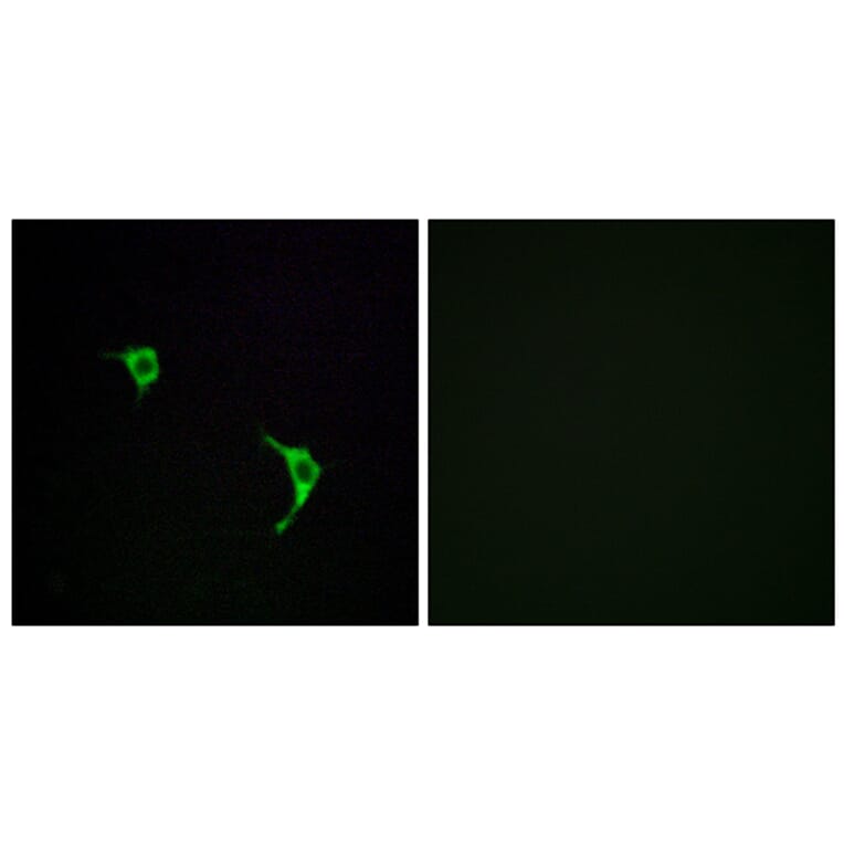 Immunofluorescence - Anti-SAPK Antibody (B7128) - Antibodies.com