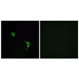 Immunofluorescence - Anti-SAPK Antibody (B7128) - Antibodies.com