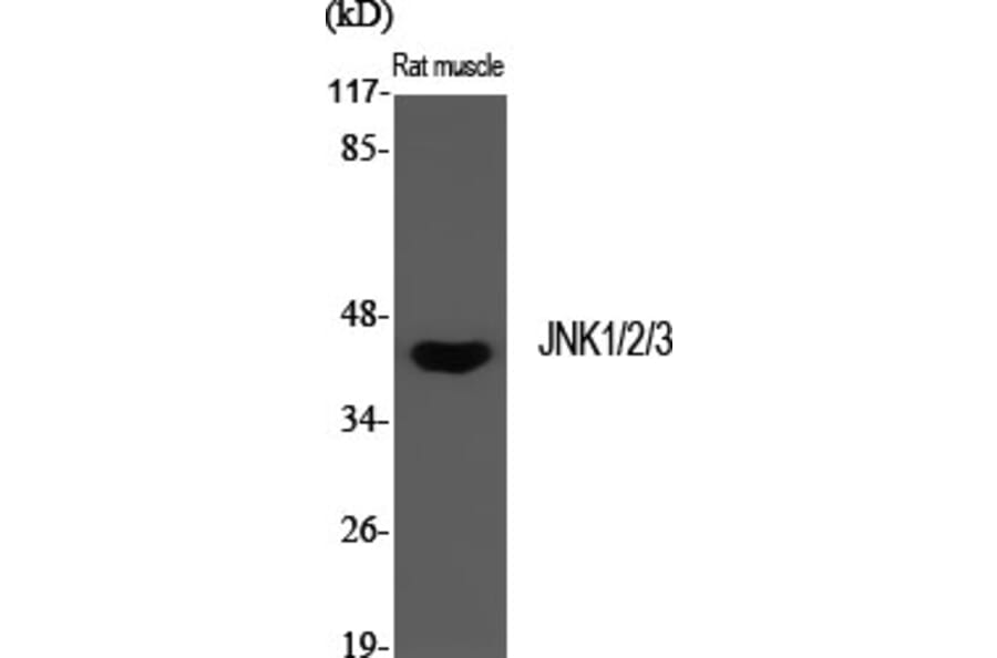 Western Blot - Anti-SAPK Antibody (B7128) - Antibodies.com