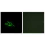 Immunofluorescence - Anti-THRB Antibody (C10260) - Antibodies.com