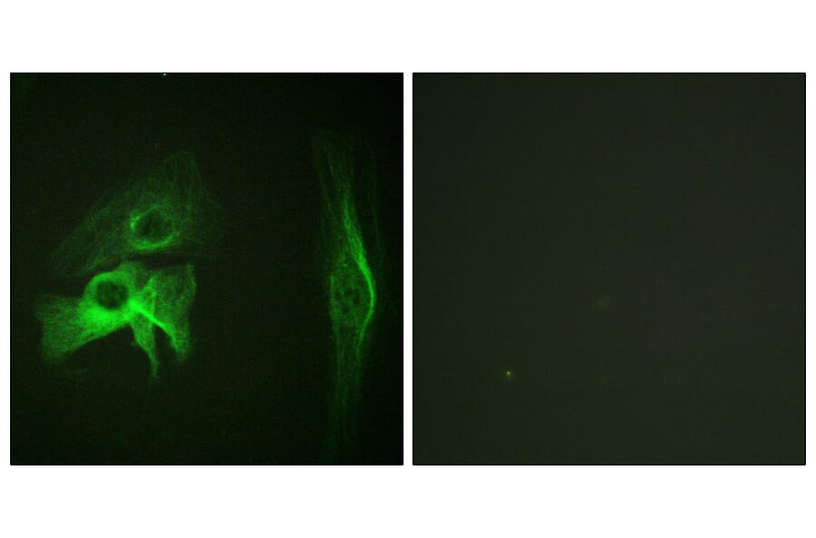 Immunofluorescence - Anti-PAK1 Antibody (B0539) - Antibodies.com