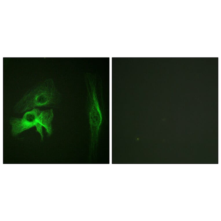 Immunofluorescence - Anti-PAK1 Antibody (B0539) - Antibodies.com