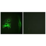 Immunofluorescence - Anti-PAK1 Antibody (B0539) - Antibodies.com