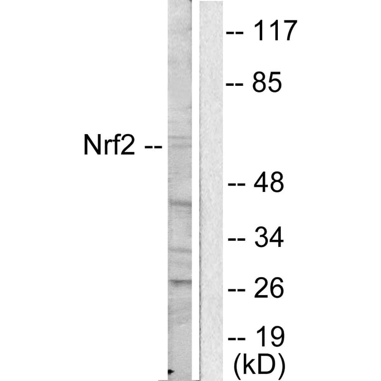 Western Blot - Anti-Nrf2 Antibody (C0279) - Antibodies.com