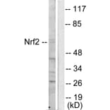 Western Blot - Anti-Nrf2 Antibody (C0279) - Antibodies.com