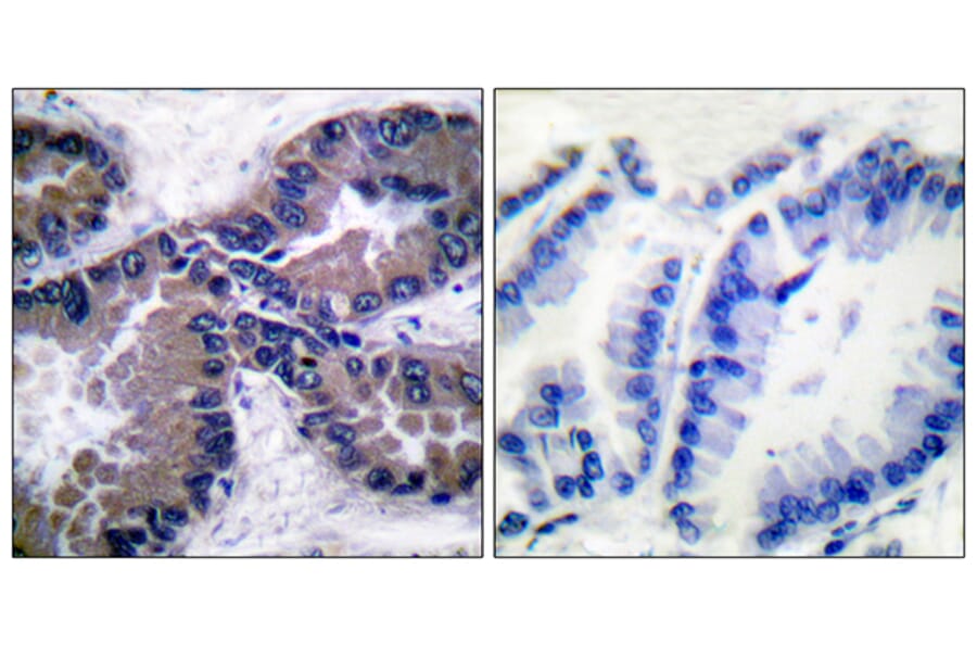 Immunohistochemistry - Anti-Nrf2 Antibody (C0279) - Antibodies.com