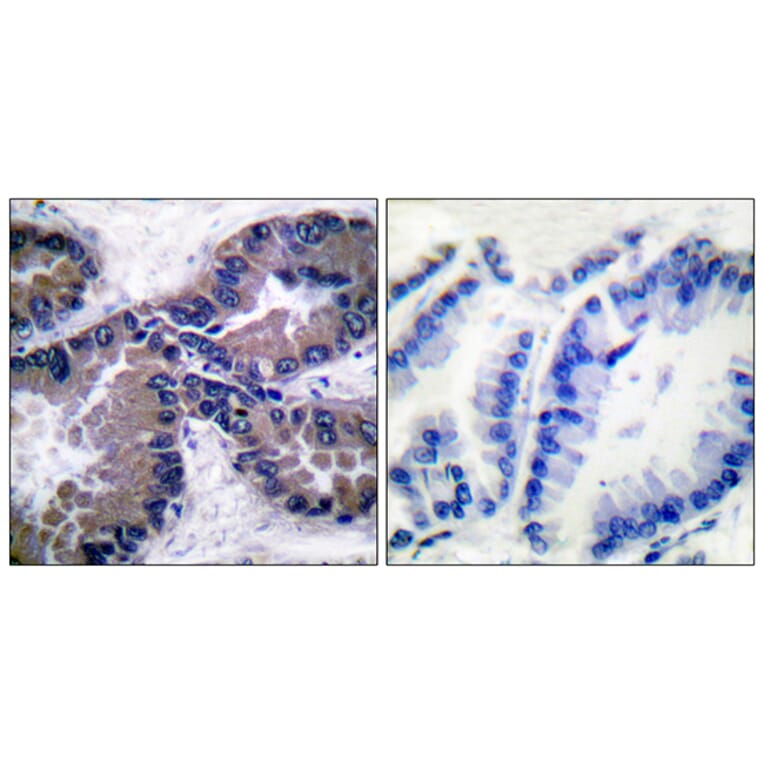 Immunohistochemistry - Anti-Nrf2 Antibody (C0279) - Antibodies.com
