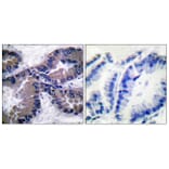 Immunohistochemistry - Anti-Nrf2 Antibody (C0279) - Antibodies.com
