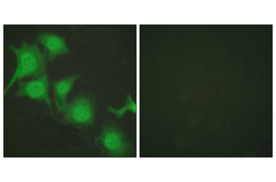 Immunofluorescence - Anti-Nrf2 Antibody (C0279) - Antibodies.com