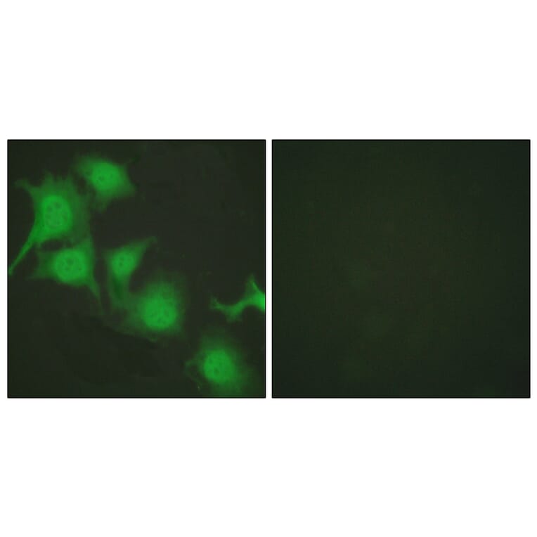 Immunofluorescence - Anti-Nrf2 Antibody (C0279) - Antibodies.com