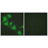Immunofluorescence - Anti-Nrf2 Antibody (C0279) - Antibodies.com