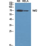 Western Blot - Anti-Nrf2 Antibody (C0279) - Antibodies.com