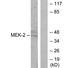 Western Blot - Anti-MEK2 Antibody (B7149) - Antibodies.com