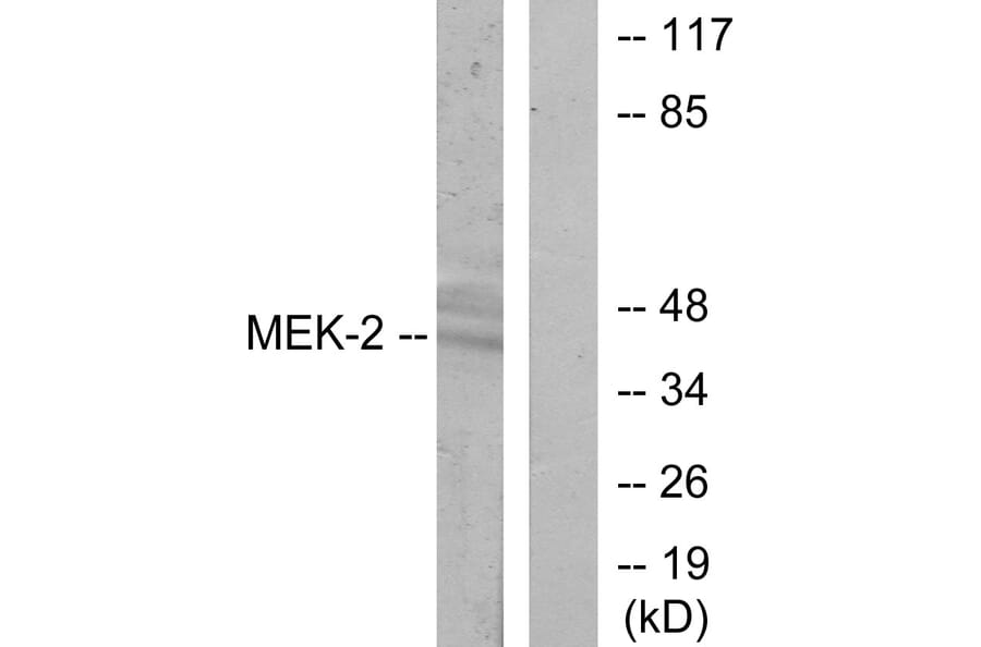 Western Blot - Anti-MEK2 Antibody (B7149) - Antibodies.com