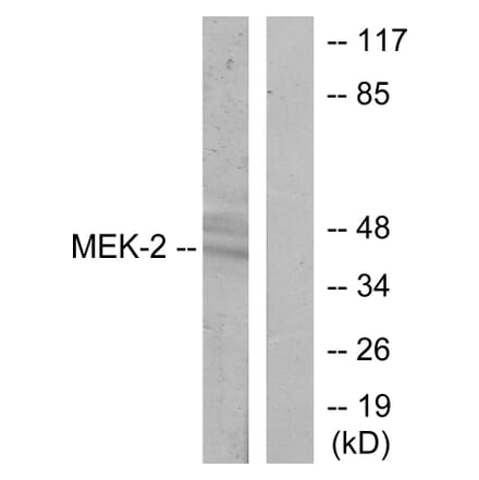 Western Blot - Anti-MEK2 Antibody (B7149) - Antibodies.com