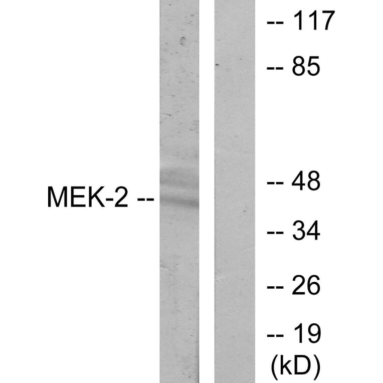 Western Blot - Anti-MEK2 Antibody (B7149) - Antibodies.com