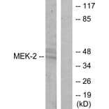 Western Blot - Anti-MEK2 Antibody (B7149) - Antibodies.com