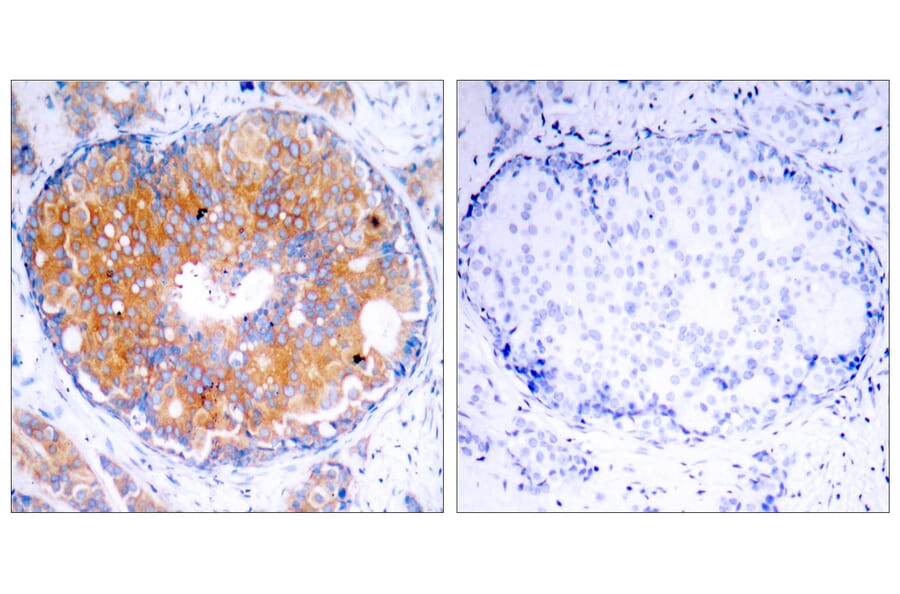 Immunohistochemistry - Anti-MEK2 Antibody (B7149) - Antibodies.com