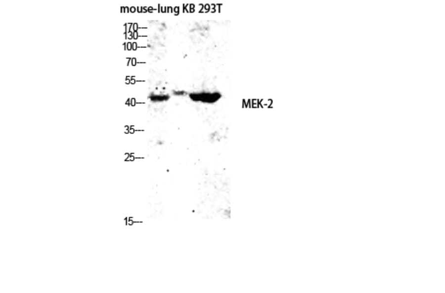 Western Blot - Anti-MEK2 Antibody (B7149) - Antibodies.com