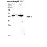 Western Blot - Anti-MEK2 Antibody (B7149) - Antibodies.com