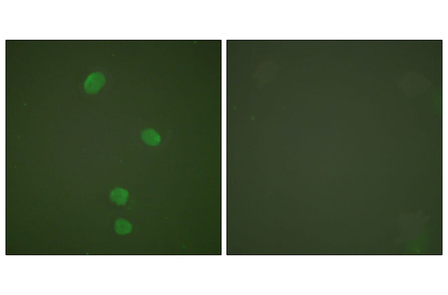 Immunofluorescence - Anti-MCM5 Antibody (C0260) - Antibodies.com