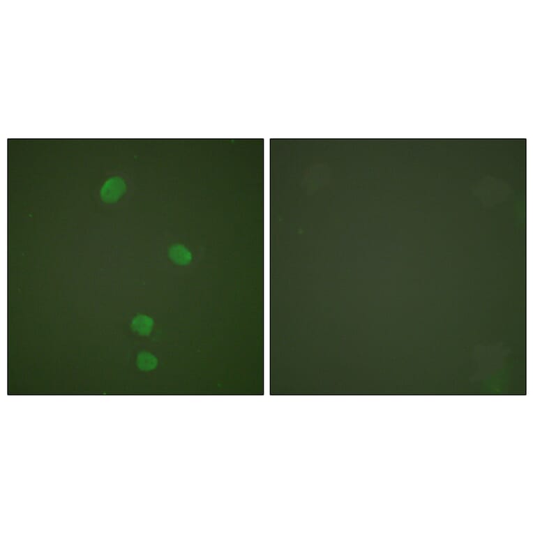 Immunofluorescence - Anti-MCM5 Antibody (C0260) - Antibodies.com