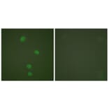 Immunofluorescence - Anti-MCM5 Antibody (C0260) - Antibodies.com