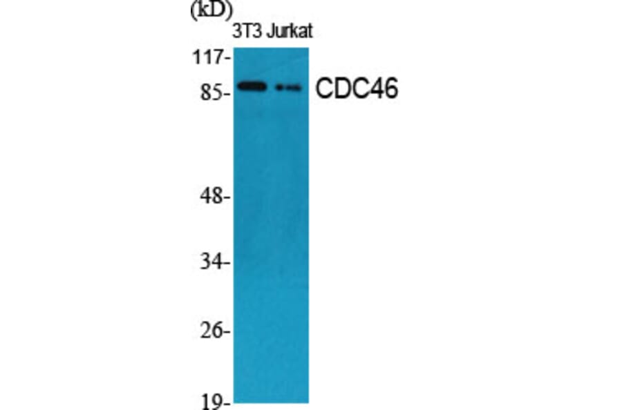 Western Blot - Anti-MCM5 Antibody (C0260) - Antibodies.com