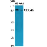 Western Blot - Anti-MCM5 Antibody (C0260) - Antibodies.com