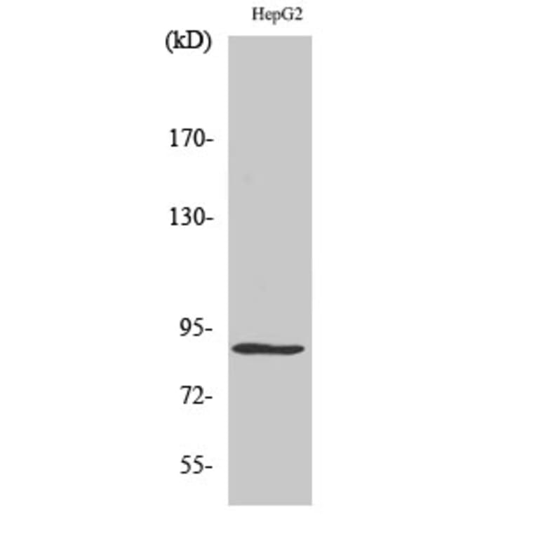 Western Blot - Anti-MCM5 Antibody (C0260) - Antibodies.com