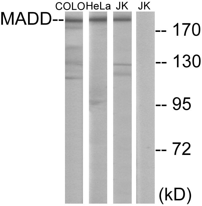 Western blot analysis of lysates from COLO, HeLa, and Jurkat cells using Anti-MADD Antibody. The right hand lane represents a negative control, where the antibody is blocked by the immunising peptide.