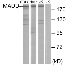 Western Blot - Anti-MADD Antibody (C11414) - Antibodies.com