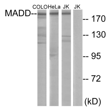 Western Blot - Anti-MADD Antibody (C11414) - Antibodies.com