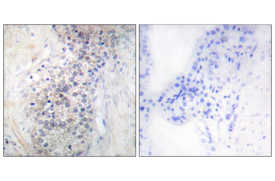 Immunohistochemistry - Anti-LRAT Antibody (C10219) - Antibodies.com