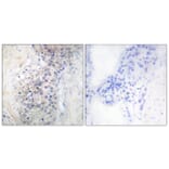 Immunohistochemistry - Anti-LRAT Antibody (C10219) - Antibodies.com