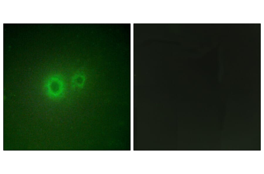 Immunofluorescence - Anti-LRAT Antibody (C10219) - Antibodies.com